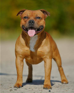 стаффордширский бультерьер